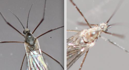 Réf. 245 950 : Trichocera annulata